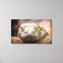 Search for monitor art Reptile