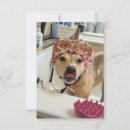 Search for canine note cards Cute