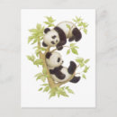 Search for panda lovers postcards Pandas