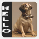 Search for pugs stickers Puppy