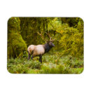 Search for bull elk magnets Danita delimont