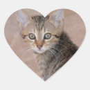 Search for tabby stickers Sweet