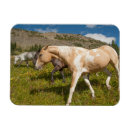 Search for mules magnets Horse