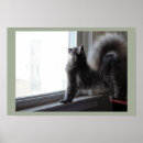 Search for cat tail art Photography