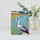 Search for backed postcards Bird