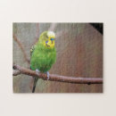 Search for budgie puzzles Budgerigar