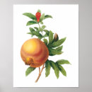 Search for pomegranate fruit posters Botanical