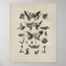 Search for human bones Vintage