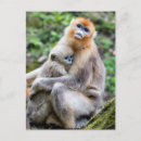 Search for species postcards Primate