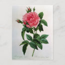 Search for rosas postcards Botanical