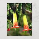 Search for inca postcards Nature