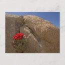 Search for cups postcards Desert