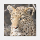 Search for leopard portrait magnets Animal