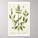 Search for blackwell posters Pre 19th