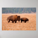 Search for bison posters Grass