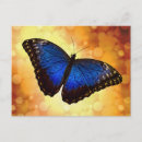 Search for morpho butterfly postcards Tropical