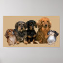 Search for christmas dachshund posters Doxie