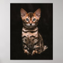 Search for leopard spots posters Cat
