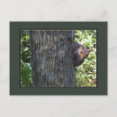 Search for nuts photography Rodent
