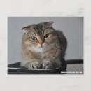 Search for scottish fold postcards Cute