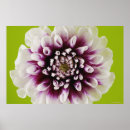 Search for petals posters Indoors