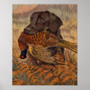 Search for chocolate lab posters Chocolate labrador retriever