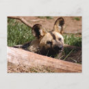 Search for wild dog postcards Canine