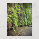 Search for redwood national park postcards Forest