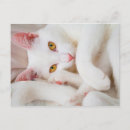 Search for cuddle postcards Cat