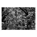 Search for black and white tree posters Monochrome