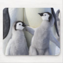 Search for antarctica mousepads Animal
