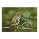 Search for backyard birds posters Songbird