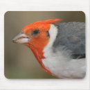 Search for extreme animals mousepads Photography