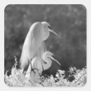 Search for alba stickers Great egret