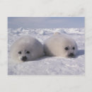 Search for harps postcards White