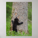 Search for black bears posters Danita delimont