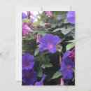 Search for morning glory invitations Floral