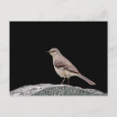 Search for mockingbird postcards Wildlife