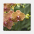 Search for orchids magnets Travel