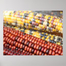 Search for indian corn Rustic