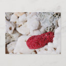 Search for reef postcards Pink