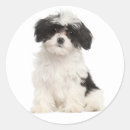 Search for havanese stickers Dog