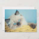 Search for points cards Kitten
