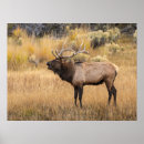 Search for adam jones posters Cervus canadensis