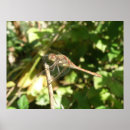 Search for beautiful dragonfly art Wings