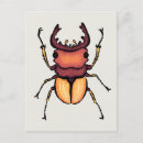 Search for entomology postcards Beetle