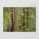 Search for sempervirens Coast redwood