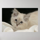 Search for ragdoll posters Kitten