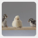 Search for perching stickers Photography