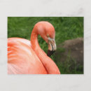 Search for flamingo postcards Wildlife